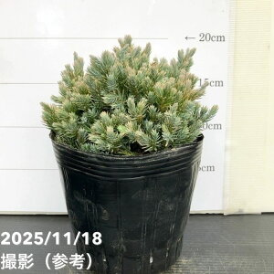 Rjt@[ u[X^[ 5bԖ10-TU