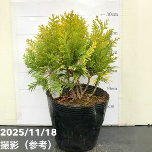 Rjt@[ S[fO[u 5bԖ10-TU