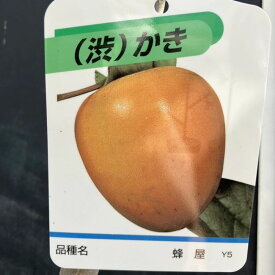 柿 カキ 蜂屋 4号ロングポット 1年生 接木苗｜果樹04-PA