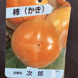 ` JL Y 4O|bg 1N ږؕcbʎ04-PA