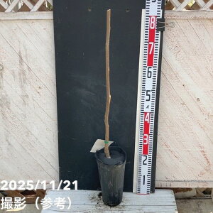 ` JL Ȃ 4O|bg 1N ږؕcbʎ04-PA