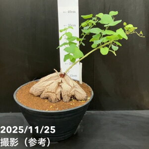 yԌ10OFFIzyi͂zAtJTb 9bϗt10-TU