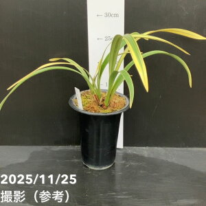 ԉ1LEw 4icсjb~co`bm10-TU