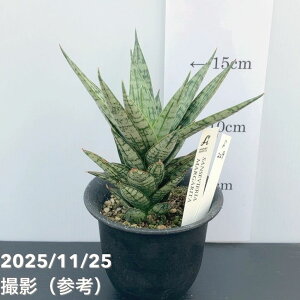 yi͂zTXxA 3 }Q[^ viS229jbϗt02-D2