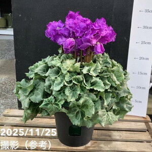 u[VN V Ă񂭂 5ʋb04-PA