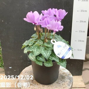 u[VN Zi[fBA d炫̃CbNt 5 PVPb04-PA