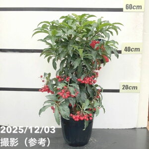 NIi}EjԎ D 6bϗt10-TU