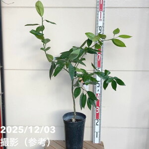 �݂��� ��ÊC�i�Ȃ݁j5�������O�|�b�g�b���k�b�ʎ�04-PA