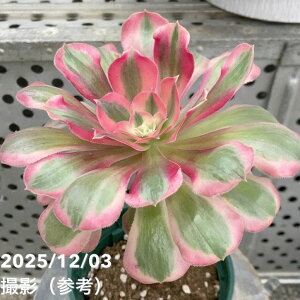 AGIjE sNfB 4bϗt04-PA