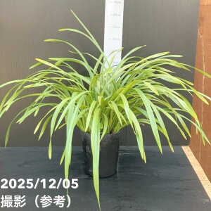 ���J�Ԍ����݊����L�������E�w�� 6���i�i��s���j�b�~�c�o�`���b�m��10-TU