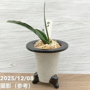 yi͂zL N Ig h 픫iO3jbϗt10-TU