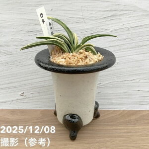 yi͂zL N Ig t 픫iO4jbϗt10-TU