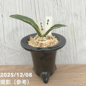 yi͂zL N Ig ޗǋ ] 픫iO9jbϗt10-TU