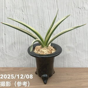 yi͂zL N Ig  ] 픫iO11jbϗt10-TU