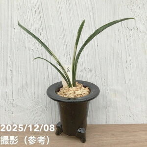 yi͂zL N Ig ֔ 픫iO15jbϗt10-TU