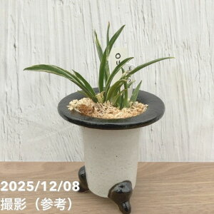 yi͂zL N Ig ʐ̐} 픫iO16jbϗt10-TU