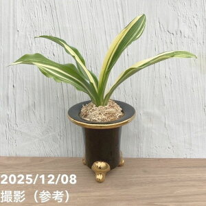 yi͂zL N Ig o 픫iO24jbϗt10-TU