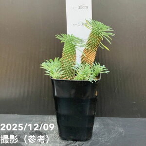 [tHrA pCibvR[ \ecLihSiفj5bϗt10-TU