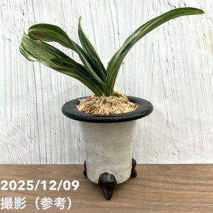 yi͂zL N Ig c̏ 픫iO33jbϗt10-TU