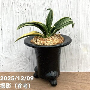 yi͂zL N Ig _ 픫iO35jbϗt10-TU