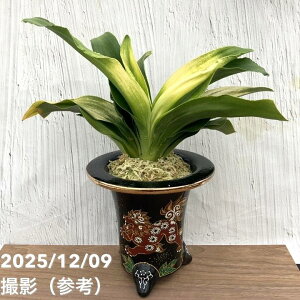 yi͂zL N Ig ̌iӂ̂Ђj qiO37jbϗt10-TU