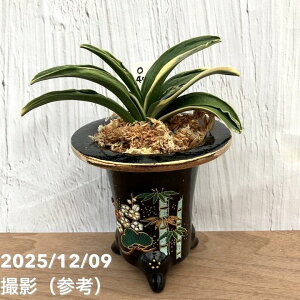 yi͂zL N Ig iӂj |~iO40jbϗt10-TU