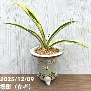 yi͂zL N Ig HÓi܁j ߐCgiO41jbϗt10-TU