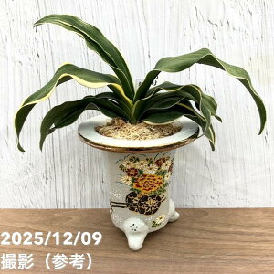 yi͂zL N IgіPi߂قj ԎԔiO43jbϗt10-TU