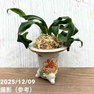 yi͂zL N Ig Cqiイj iO46jbϗt10-TU