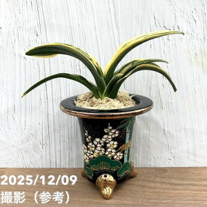 yi͂zL N Ig Vai񂹂łj |~iO47jbϗt10-TU