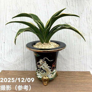 yi͂zL N Ig ہi炢܂j iO48jbϗt10-TU