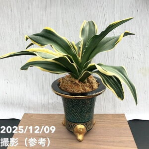 yi͂zL N Ig iيi񂩂j XqiO49jbϗt10-TU