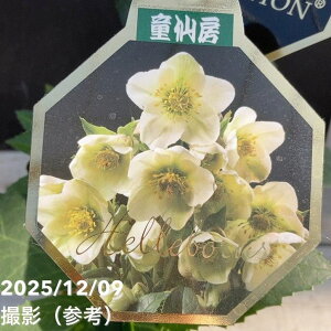 �N���X�}�X���[�Y �S�[���h�R���N�V���� 4�� �A�C�X�u���[�J�[ �}�L�V�[�b�R��04-PA