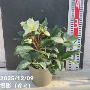 �N���X�}�X���[�Y �S�[���h�R���N�V���� 5�� �}�[�����b�R��04-PA