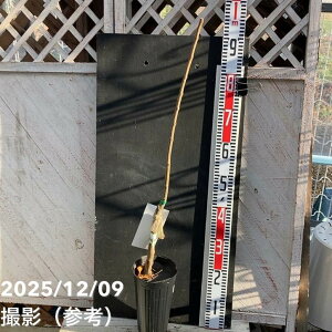 �I �ۂ낷�� 4�������O�|�b�g PVP�b�ʎ�04-PA