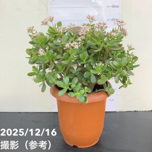 ���̂Ȃ�� 7���b�ϗt10-TU