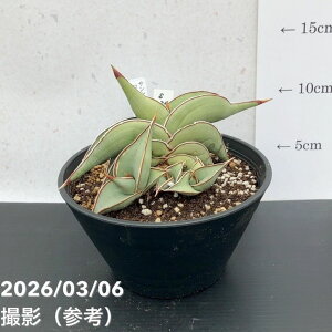 サンスベリア ロリダ 観葉植物」の人気商品一覧・価格比較 - 価格.com