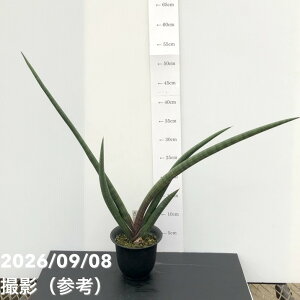 �y���i���͂����A�z�T���X�x���A 4�� �p�[�v���\�[�h �v�����iS245�j�b�ϗt02-D2