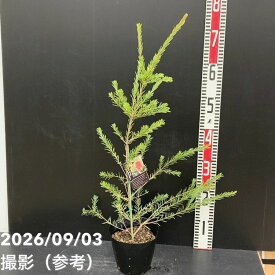 カリステモン ロッキーランブラー 5号 ※お届けに10日程度かかる場合がございます。｜花木10-TN