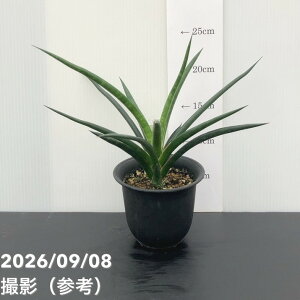 �y���i���͂��z�T���X�x���A 3.5�� �u���b�N�R�[�����iS259�j�b�ϗt02-D2