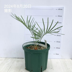 サイカスカイルンシアナの人気商品・通販・価格比較 - 価格.com