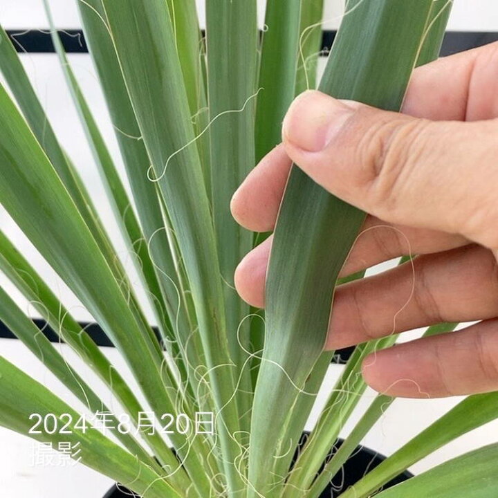 楽天市場】ユッカ 6号 レクルビフォリア（Yucca recurvifolia pendula 