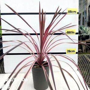 RWl 6 I[XgX sNbϗt01-D1