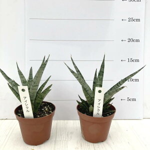 TXxA 2.5 ACVN 2Zbgbϗt02-D2