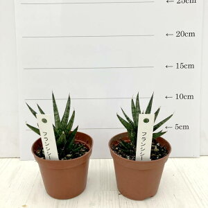 TXxA 2.5 tVV[ 2Zbgbϗt02-D2