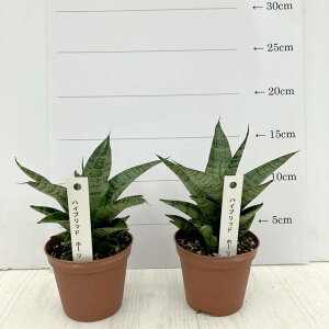 TXxA 2.5 nCubh ez[f 2Zbgbϗt02-D2