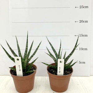 TXxA 2.5 g[` 2Zbgbϗt02-D2