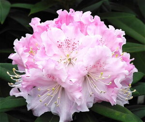 VNiQ X[p[[fB[ 3.5 _uu[PbԖ01-D1