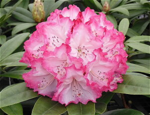 VNiQ X[p[[fB[ 3.5 hXAbvbԖ01-D1