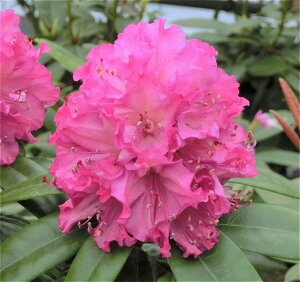 VNiQ X[p[[fB[ 3.5 t܂bԖ01-D1